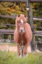 Lief Shetlander hengstveulen, Niet van toepassing, 0 tot 2 jaar, Hengst, A pony (tot 1.17m)