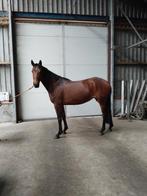 Zeer goed dressuur paard!, Dieren en Toebehoren, Paarden, Merrie, Dressuurpaard