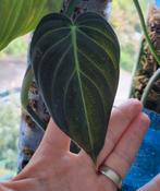 philodendron melanochrysum stek, Ophalen of Verzenden, Halfschaduw, Minder dan 100 cm