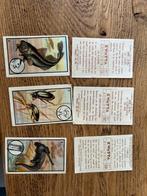 Te koop gevraagd van kwatta zoologie serie, Ophalen of Verzenden
