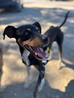 ACE: Rayco heeft een goed en sociaal karakter, Dieren en Toebehoren, Honden | Niet-rashonden, Particulier, Rabiës (hondsdolheid)