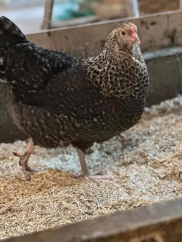 Marans hennen beschikbaar voor biedingen
