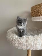 2 prachtige ragdoll kittens blue solid mitted, Dieren en Toebehoren, Kater, Gechipt, 0 tot 2 jaar