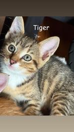 Kittens te koop, Dieren en Toebehoren, Katten en Kittens | Overige Katten, Poes