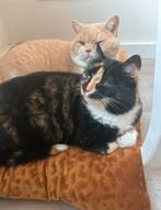 2 lieve katten, Dieren en Toebehoren, Katten en Kittens | Raskatten | Korthaar, Meerdere dieren, Gechipt, 3 tot 5 jaar