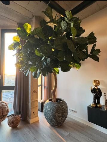 Ficus lyrata kunstboom / plant beschikbaar voor biedingen