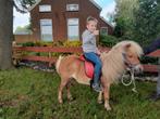 Te koop meerdere ponies, Dieren en Toebehoren, Pony's, Ruin, Niet van toepassing, Gechipt, B pony (1.17m tot 1.27m)