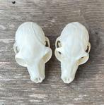 Complete ringstaartmaki schedel, 2 stuks, Ophalen, Zo goed als nieuw, Zilver, Overige materialen