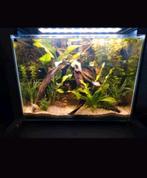 Mooi aquarium 80 liter, Dieren en Toebehoren, Ophalen, Zo goed als nieuw, Leeg aquarium