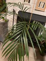 Mooie Areca Palm in Net Pot, Ophalen, 100 tot 150 cm, Palm, Halfschaduw