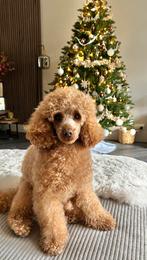 Rode toy poedel ter dekking aangeboden met FCI stamboom, Particulier, Reu, CDV (hondenziekte), 1 tot 2 jaar