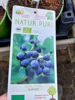 Biologische Bessenstruiken - Diverse Soorten, Ophalen, Overige soorten, Struik, Minder dan 100 cm