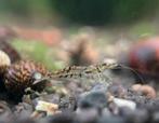 Wildkleur garnalen | Neocaridina shrimps bruin, Kreeft, Krab of Garnaal, Zoetwatervis
