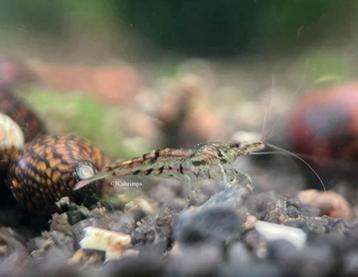Wildkleur garnalen | Neocaridina shrimps bruin beschikbaar voor biedingen