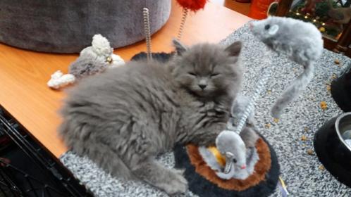 1 kitten kater Noorse Boskat x 25% Birmaan, Dieren en Toebehoren, Katten en Kittens | Raskatten | Langhaar, Kater, 0 tot 2 jaar