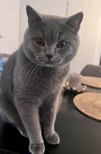 Britse korthaar, Dieren en Toebehoren, Katten en Kittens | Raskatten | Korthaar, Kater, Gechipt