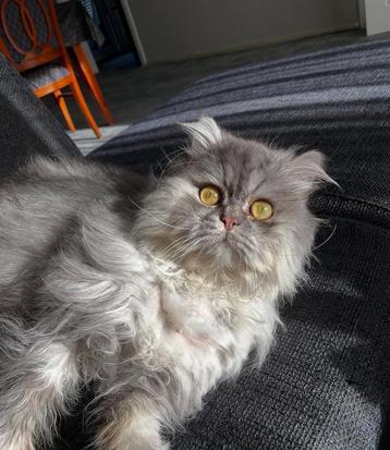 Twee lieve katten zoeken een nieuw thuis beschikbaar voor biedingen