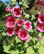 Zaden stokrozen - ruilen voor andere zaden/plantjes, Tuin en Terras, Bloembollen en Zaden, Ophalen of Verzenden, Voorjaar, Volle zon