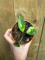 Alocasia platinum aurea yellow lemon mint variegata plant, Huis en Inrichting, Ophalen of Verzenden, Halfschaduw, Minder dan 100 cm