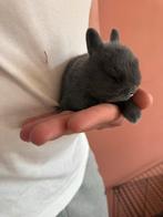 Prachtige blauwe blauwgrijze dwergkonijn pups, babykonijnen, Dieren en Toebehoren, Meerdere dieren, Dwerg, 0 tot 2 jaar