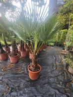 Trachycarpus fortunai winterharde palmbomen, Ophalen of Verzenden, Overige soorten, Volle zon