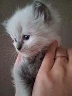 Ragdoll kitten uit geteste ouders, Kater, Gechipt