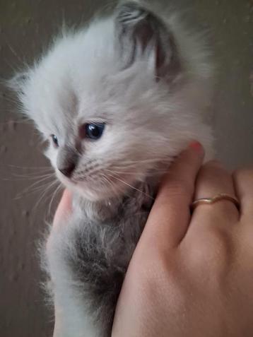 Ragdoll kitten uit geteste ouders beschikbaar voor biedingen