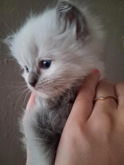 Ragdoll kitten uit geteste ouders, Dieren en Toebehoren, Katten en Kittens | Raskatten | Langhaar, Kater, Gechipt, Ontwormd