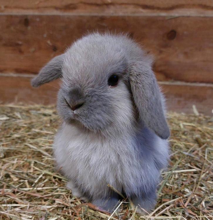 Lief blauw sallander minilop  rammetje, Dieren en Toebehoren, Konijnen, Klein, Mannelijk, 0 tot 2 jaar, Hangoor