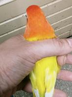 Prachtige brr agapornis fisheri opaline geel split INO pop, Dieren en Toebehoren, Vogels | Parkieten en Papegaaien, Vrouwelijk