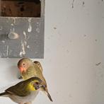 Te koop Binsenastrildes, Dieren en Toebehoren, Vogels | Overige Vogels, Meerdere dieren, Tropenvogel, Tam