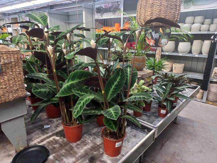 Calathea Warscewiczii met 3+ bloem, ca 90 cm hoog, Huis en Inrichting, Kamerplanten, Overige soorten, Minder dan 100 cm, Bloeiende kamerplant