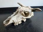 Schedel van hars voor in Aquarium, Dieren en Toebehoren, Ophalen of Verzenden, Gebruikt, Sierelement