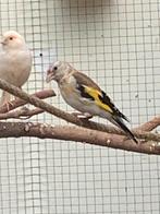 Major putter te koop 2025, Dieren en Toebehoren, Vogels | Kanaries, Mannelijk, Bastaard
