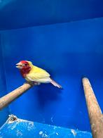 Driekleur Papegaai Amadine Lutino, Dieren en Toebehoren, Vogels | Overige Vogels, Mannelijk, Tropenvogel, Geringd