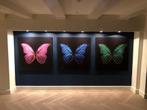 Plexiglas tekening vlinders 3x, Ophalen