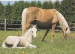2 kaarten met paarden uitgegeven door van Nelle., Verzamelen, Ansichtkaarten | Dieren, Ophalen of Verzenden, Ongelopen, Paard