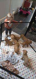 Mini Labradoodle f4, Dieren en Toebehoren, Honden | Niet-rashonden, 8 tot 15 weken, CDV (hondenziekte), Meerdere, Meerdere dieren