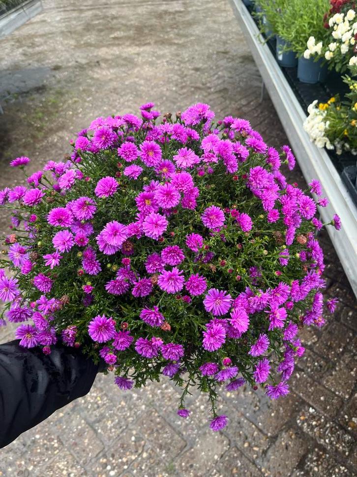 herfstaster - Prachtige Herfstbloeier!, Tuin en Terras, Planten | Tuinplanten, Vaste plant, Overige soorten, Volle zon, Herfst