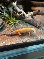 Jonge luipaardgekko's, Hagedis, 0 tot 2 jaar