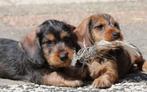 nog 2 dwerg teckel reutjes beschikbaar, Dieren en Toebehoren, Honden | Teckels en Dashonden, Reu, CDV (hondenziekte), 8 tot 15 weken