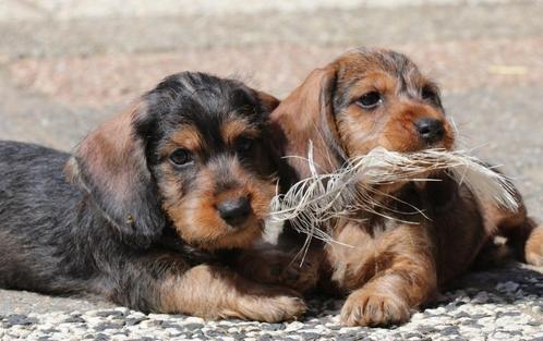 nog 2 dwerg teckel reutjes beschikbaar, Dieren en Toebehoren, Honden | Teckels en Dashonden, Reu, Ruwhaar, Dwerg, Fokker | Hobbymatig