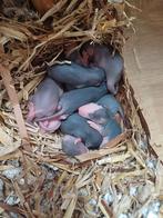 Rat, Meerdere dieren, Rat, Voor 1 juli 2024, Tam