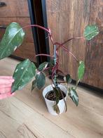 Philodendron pink princess, Huis en Inrichting, Kamerplanten, Ophalen of Verzenden