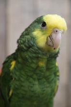 Amazone | Dubbelgeelkop | Getest | Tam | Baby, Meerdere dieren, Papegaai, Pratend