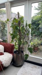 Monstera Deliciosa, Ophalen, Halfschaduw, Minder dan 100 cm