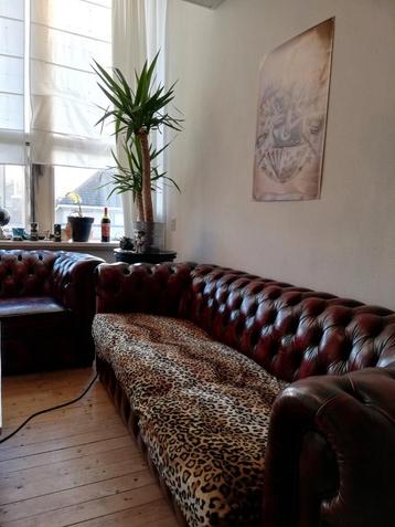 Chesterfield banken 2x - Oxblood rood – Echt leder - Engels beschikbaar voor biedingen