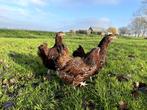Mooie jonge Orpington kippen, gesekst en ingeënt, Dieren en Toebehoren, Vrouwelijk, Kip