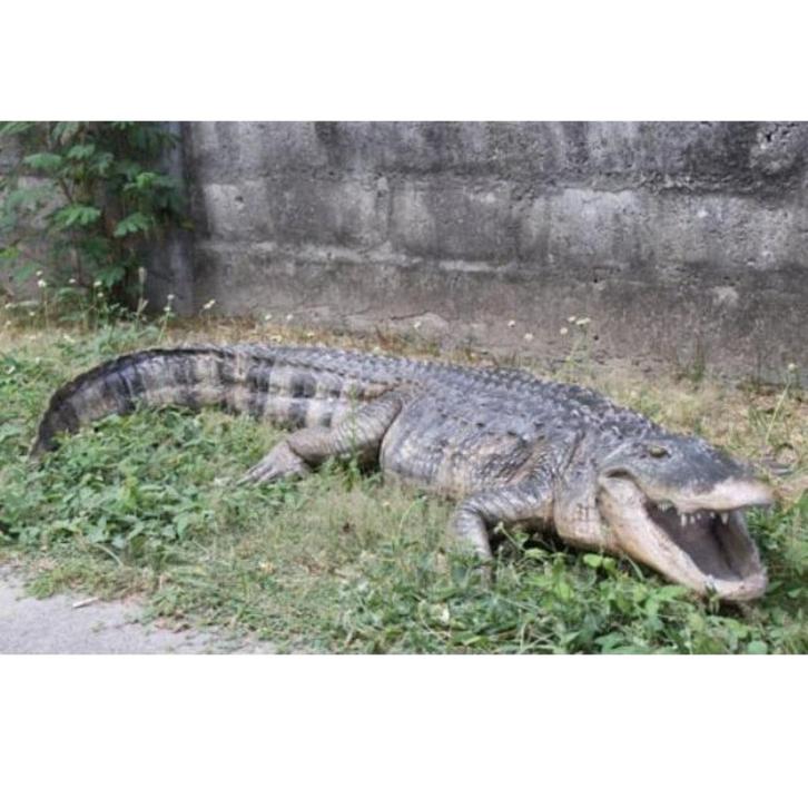 Krokodil 241 cm - krokodil beeld levensecht, Verzamelen, Dierenverzamelingen, Nieuw, Ophalen