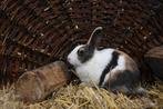 Hollander konijnen | Meerdere kleurslagen | Deskundig advies, Dieren en Toebehoren, Konijnen, Meerdere dieren, Middelgroot, Hangoor